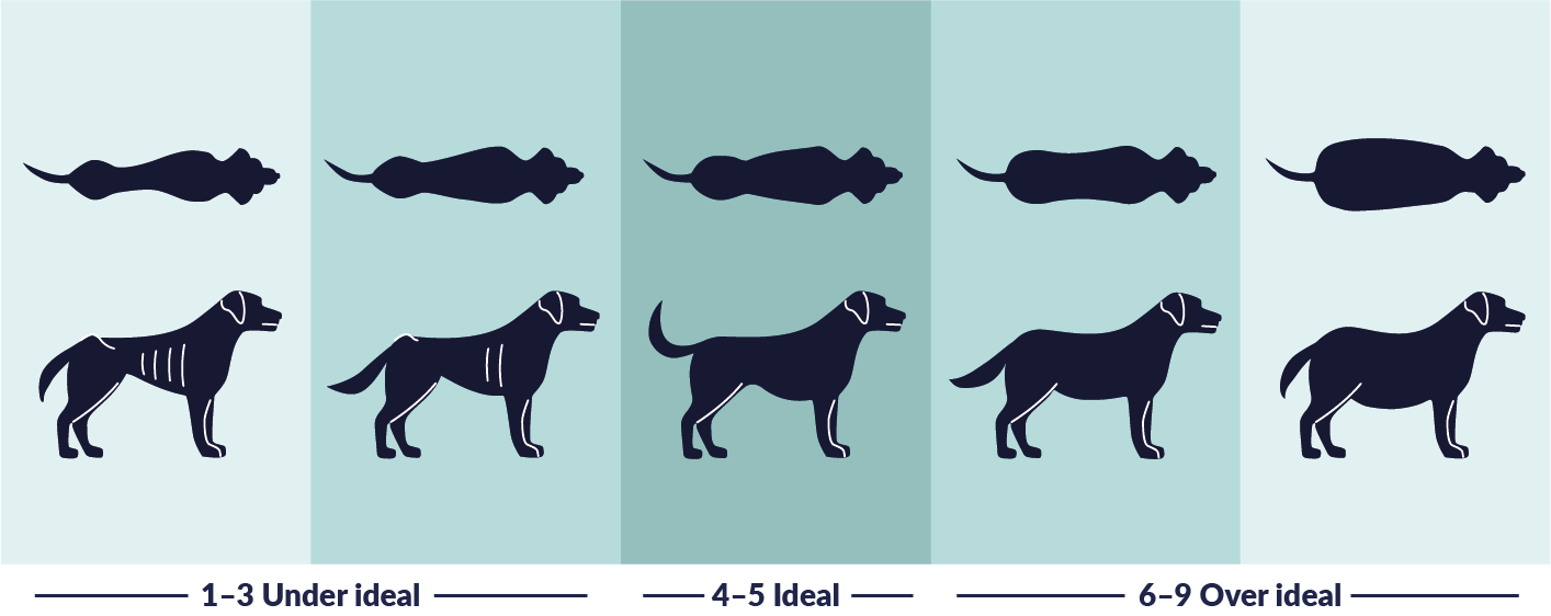 Feeding & Body Condition Scores - Bridger Animal Hospital