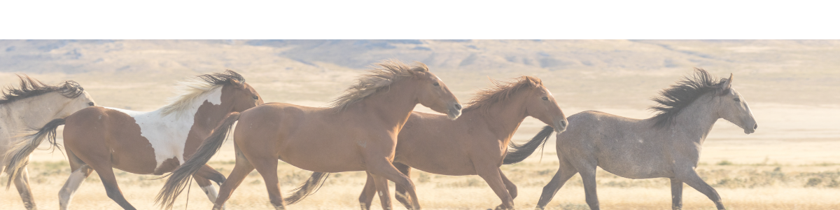 Running Horses