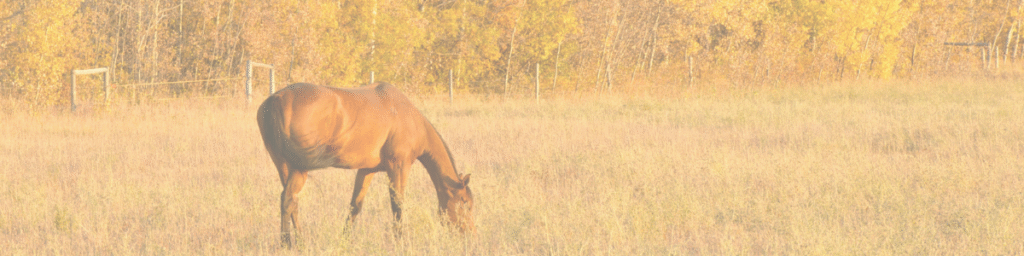Horse in field