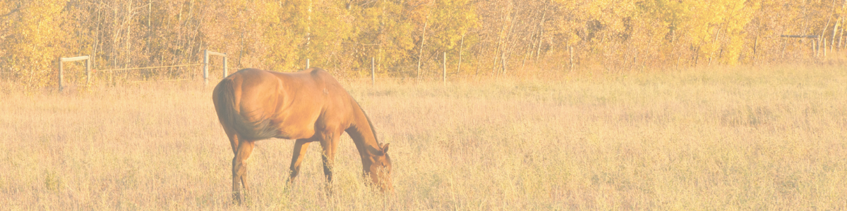 Horse in field